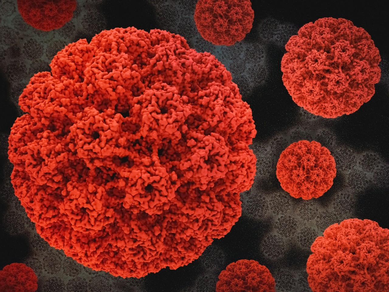 papillomavirus